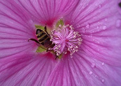 Ungefüllte Blüten bieten reichlich Pollen und Nektar für Insekten