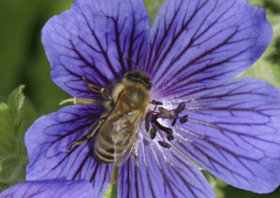 Honigbiene an der Blüte eines Storchschnabels
