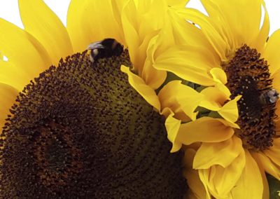 Sonnenblumen sind ein pollen- und nektarreicher Magnet für Hummeln und andere Bienenarten