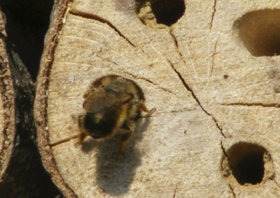 Einige Wildbienen nutzen gern die Bohrgänge von Insektenhotels