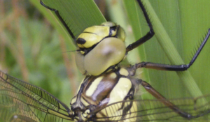 Libelle auf grünen Blatt