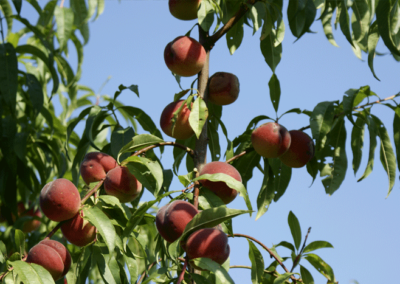 Erntefreif: Rote Pfirsiche am Pfirsichbaum