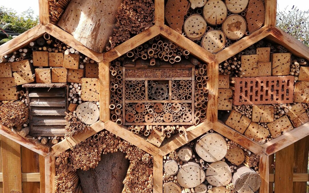 Insektenvielfalt im Kleingarten – Ein Platz für Tiefbauexperten